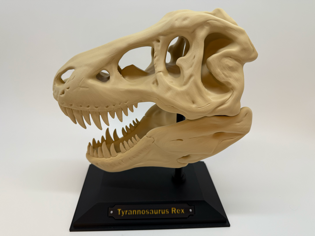 T-Rex schedel - Premium Quality