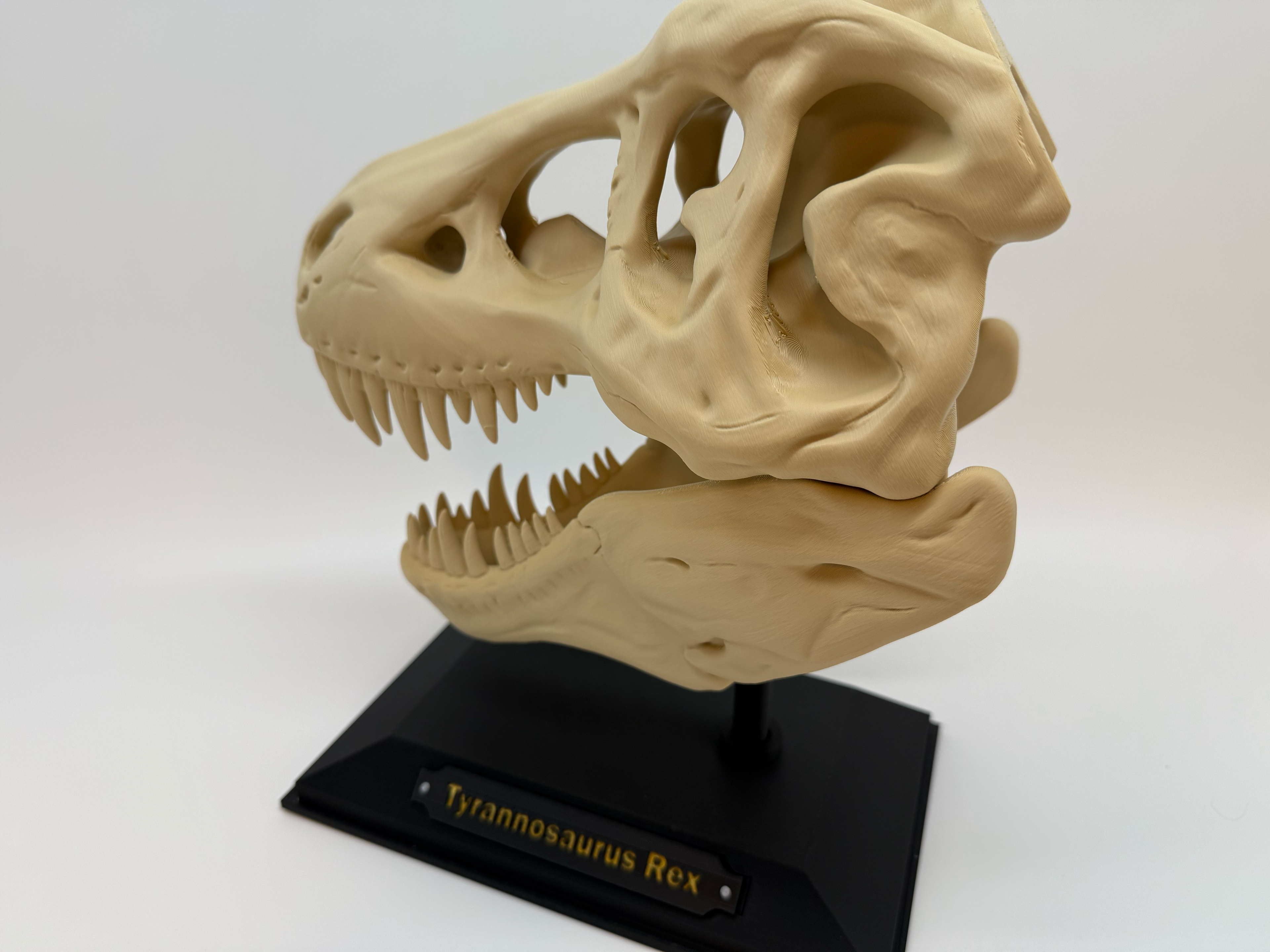 T-Rex schedel - Premium Quality