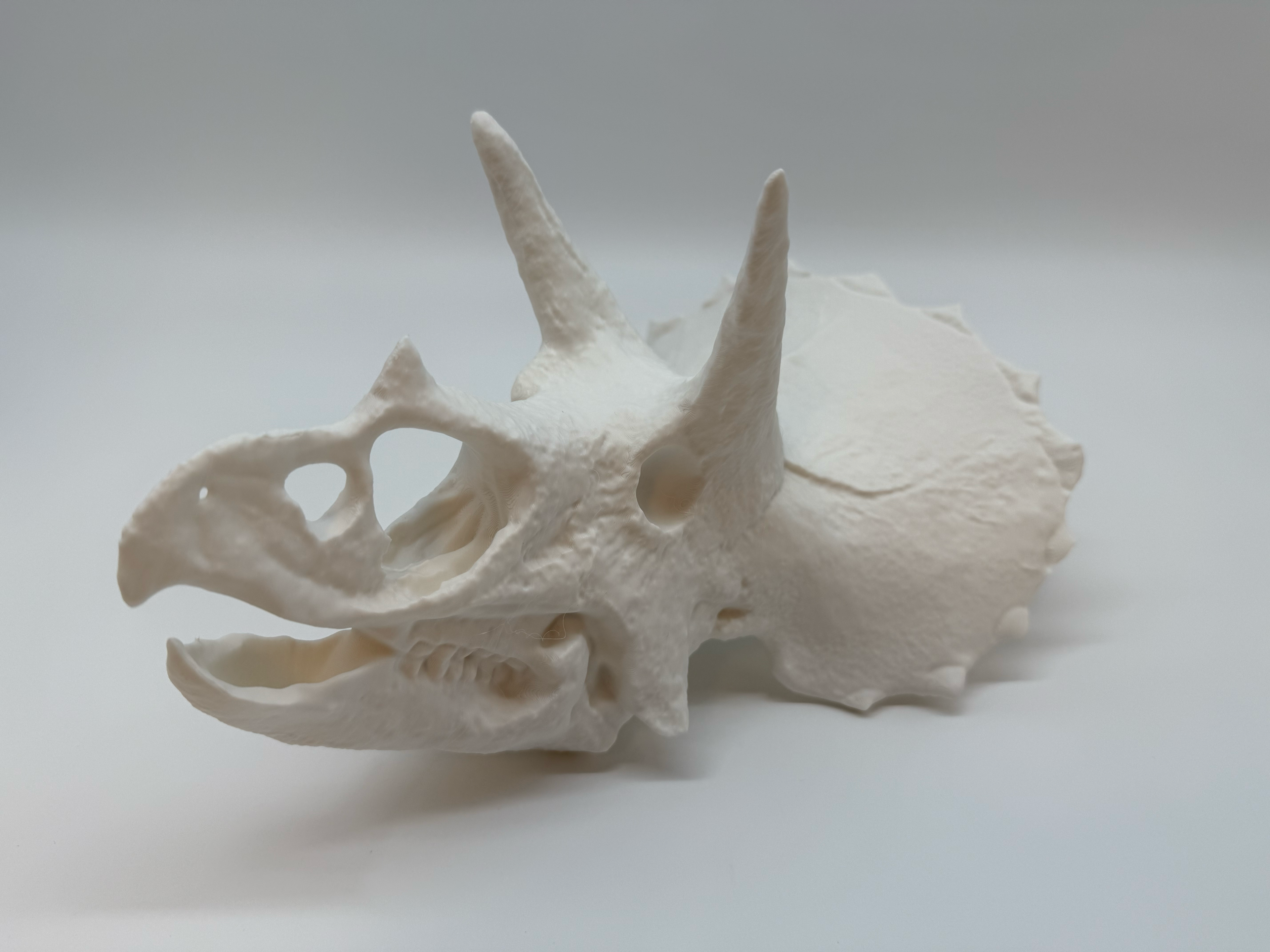 Triceratops Schedel - Premium Quality