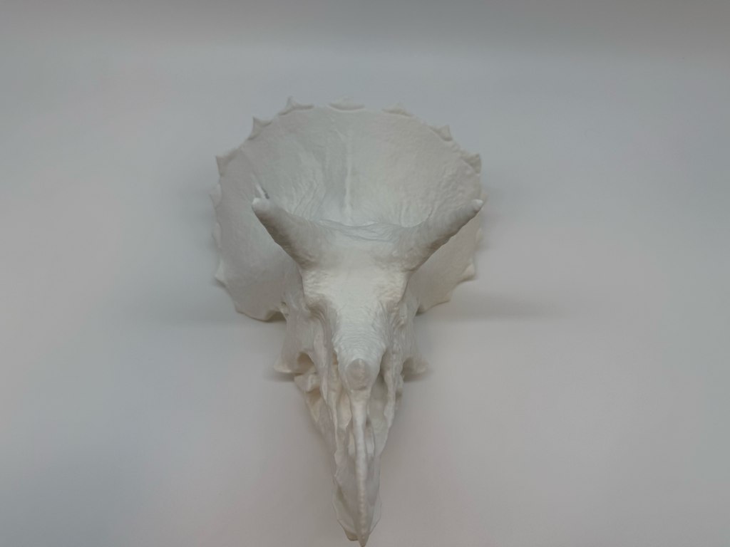 Triceratops Schedel - Premium Quality